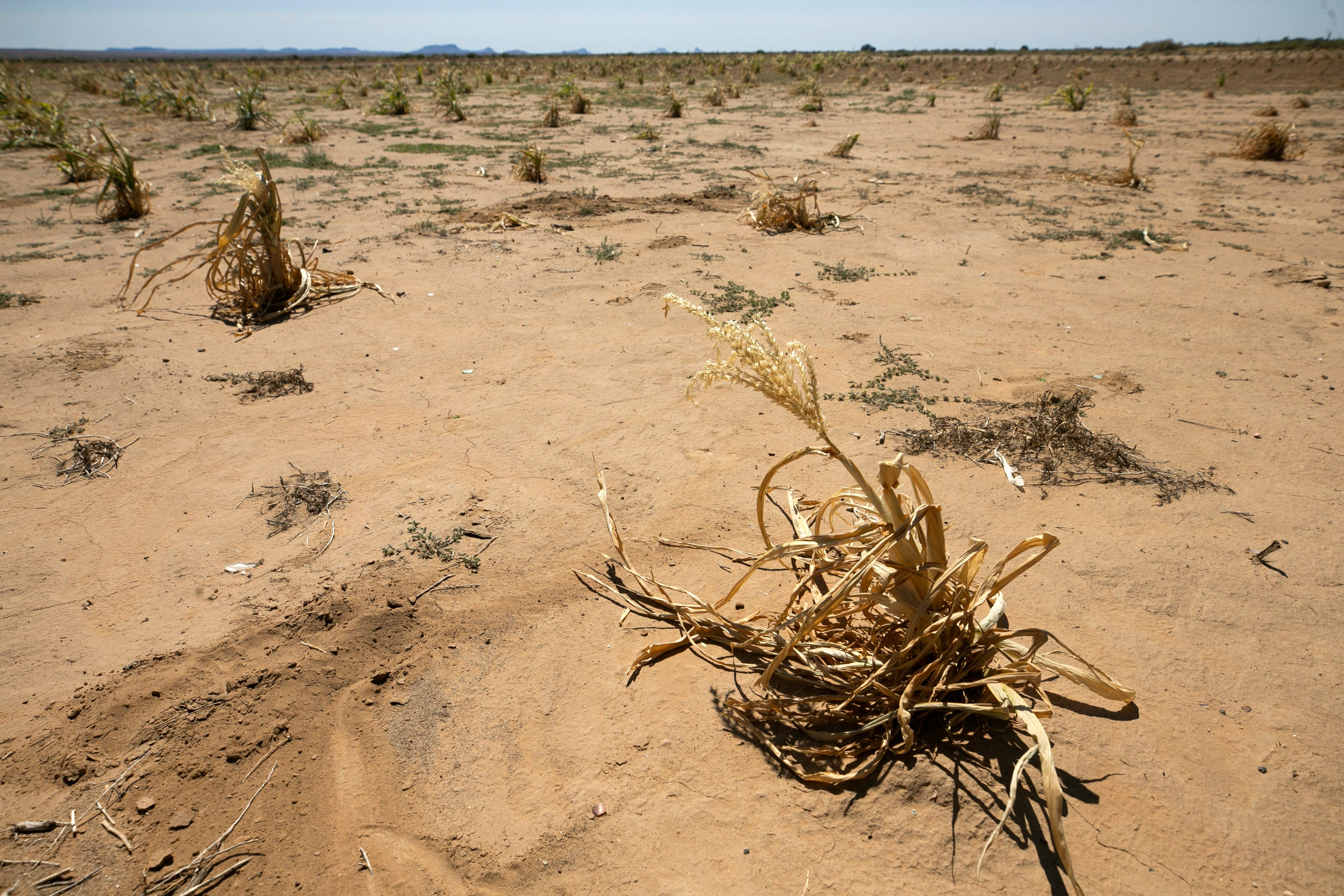 A corn plant that died before producing ears of corn remains on a field below Second Mesa on the Hopi Reservation on Sept. 10, 2020.