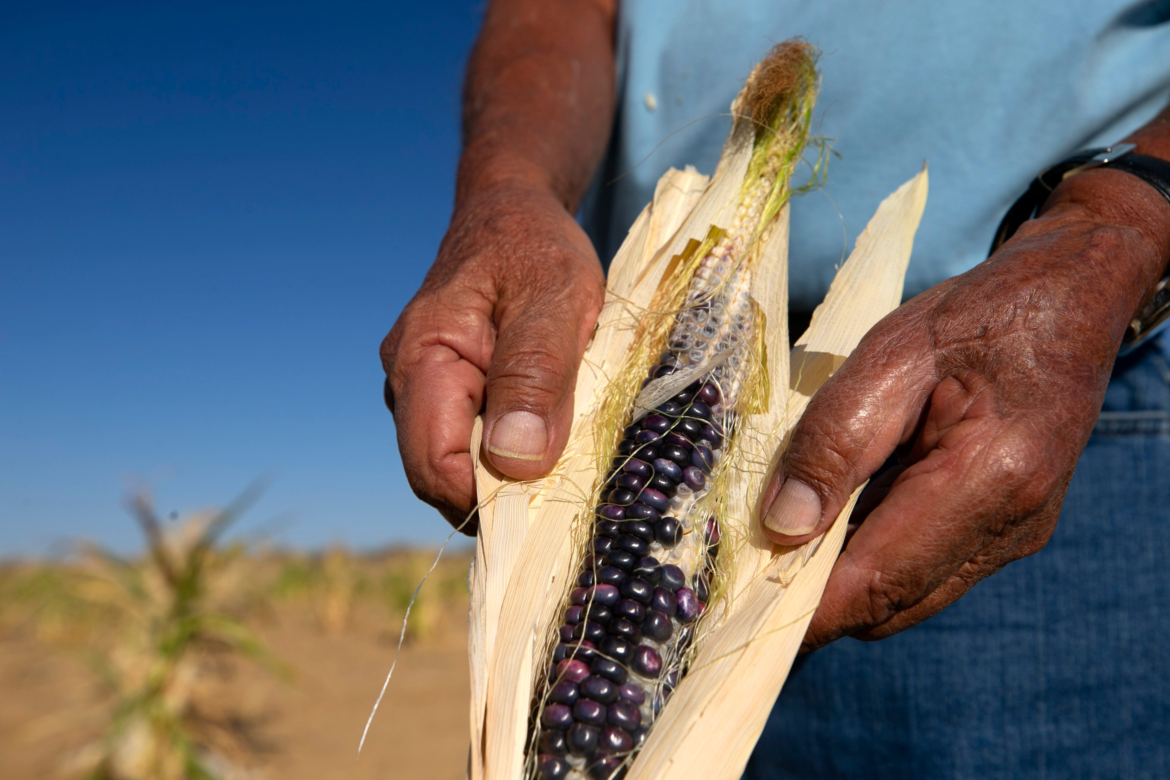 Ronald Humeyestewa holds an ear of blue corn on Sept. 10, 2020, on his family's field at their home, located below Second Mesa on the Hopi Reservation.