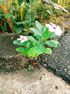 A random impatiens plant grows between asphalt and concrete.