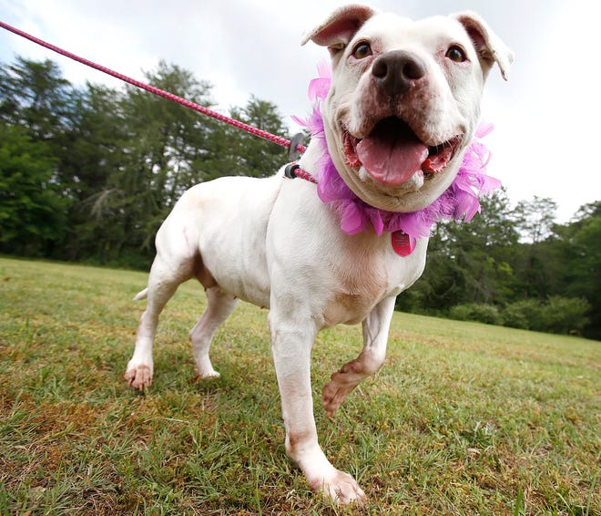 Beginning on Sunday, the UF Health Leesburg Hospital Foundation will begin their final virtual fundraiser and pet photo contest for the month, “Pink Your Pet.” [USA Today Network]