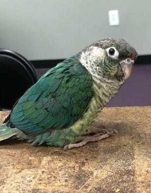 Lapis, a turquoise green-cheeked conure parrot, was recovered unharmed after it was stolen from a Venice pet store on Oct. 14, the Sarasota County Sheriff’s Office reports.