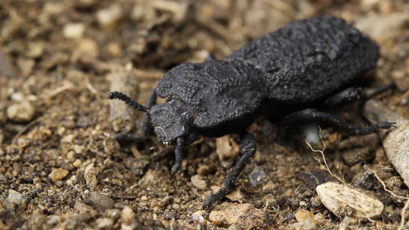 The diabolical ironclad beetle can survive getting run over by a car. Scientists now know how. - USA TODAY
