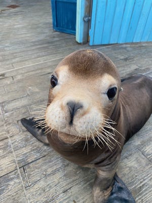 Simba, a 14-year-old California sea lion, died Thursday at the Columbus Zoo and Aquarium due to complications related to a respiratory infection.