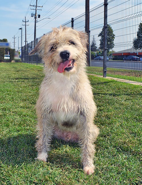 wire haired terrier cross