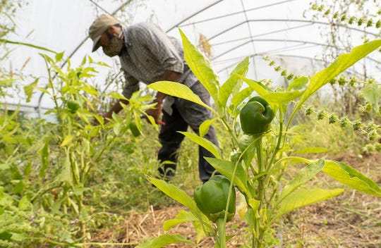 Thelonius Cook tends plants on his farm, the Mighty Thundercloud Edible Forest, on Virginia's Eastern Shore.