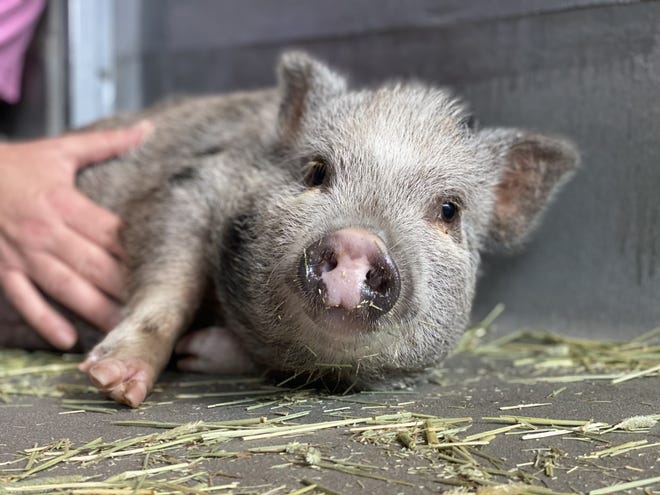 Former FSU frat house surrenders pot-bellied pig to Tallahassee animal services Former FSU frat house surrenders pot-bellied pig to Tallahassee animal services