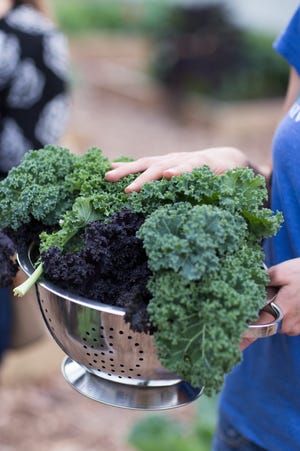 November is a good time to plant cool weather crops such as kale.