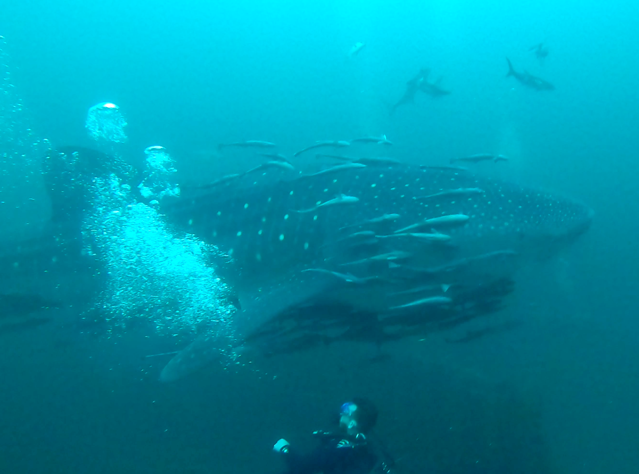 manta ray next to shark manta ray next to shark