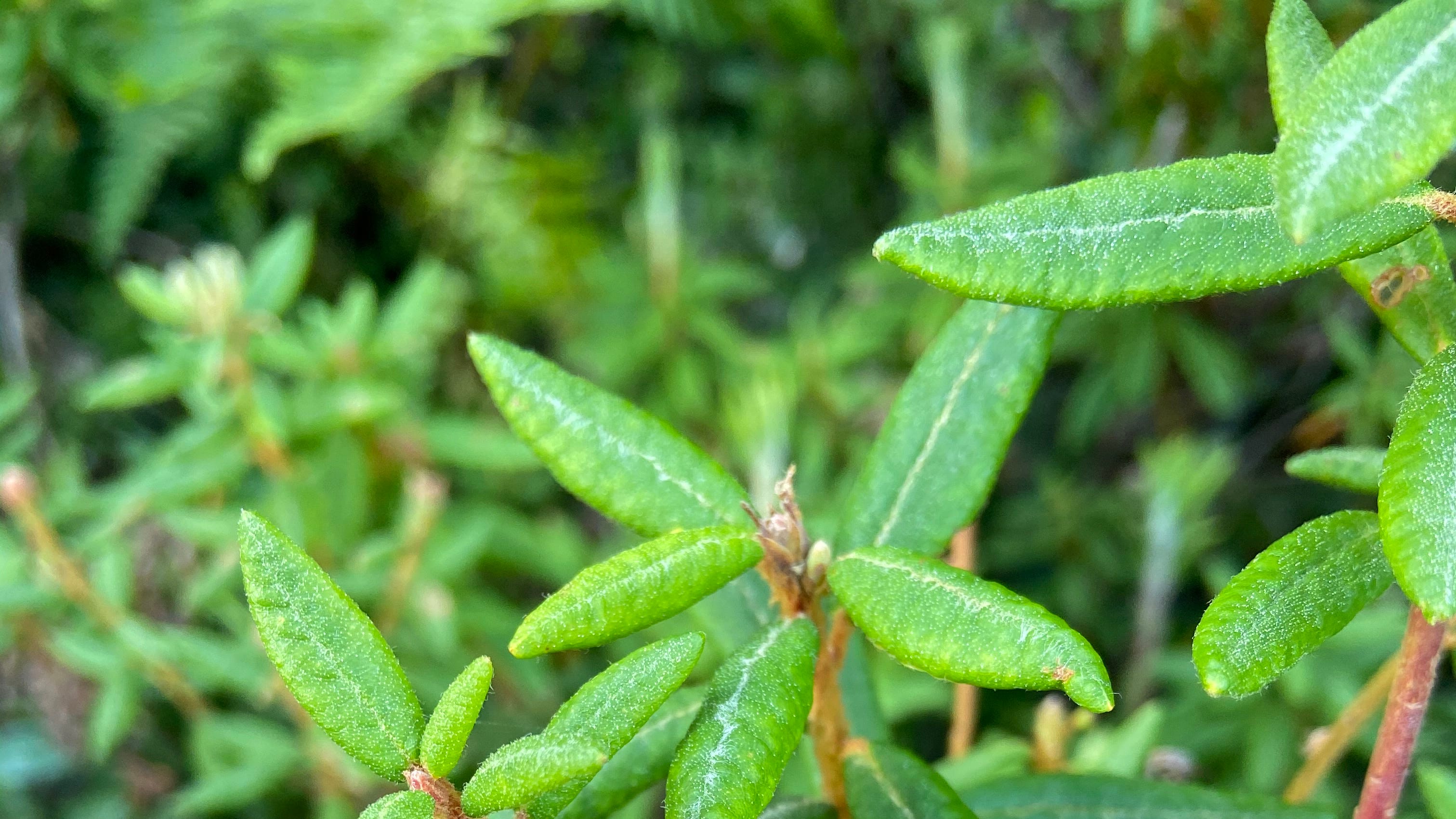 Nature News: Fragrant Labrador tea shrub grows locally and in the Arctic