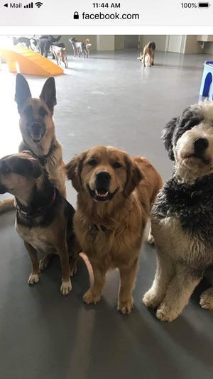 Beth Bascom's dog, Ozzie, center, with his pals at Doggie in the Window day care in Berkley. The day care has helped him control his energy and helped Bascom manage her job as an emergency physician in Detroit.