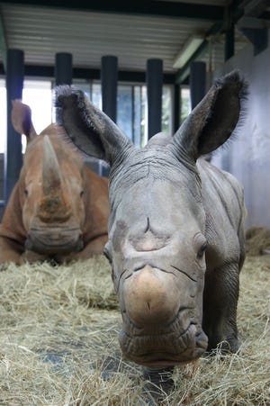 The baby rhino was the result of a Species Survival Plan overseen by the Association of Zoos and Aquariums to ensure the responsible breeding of endangered species.