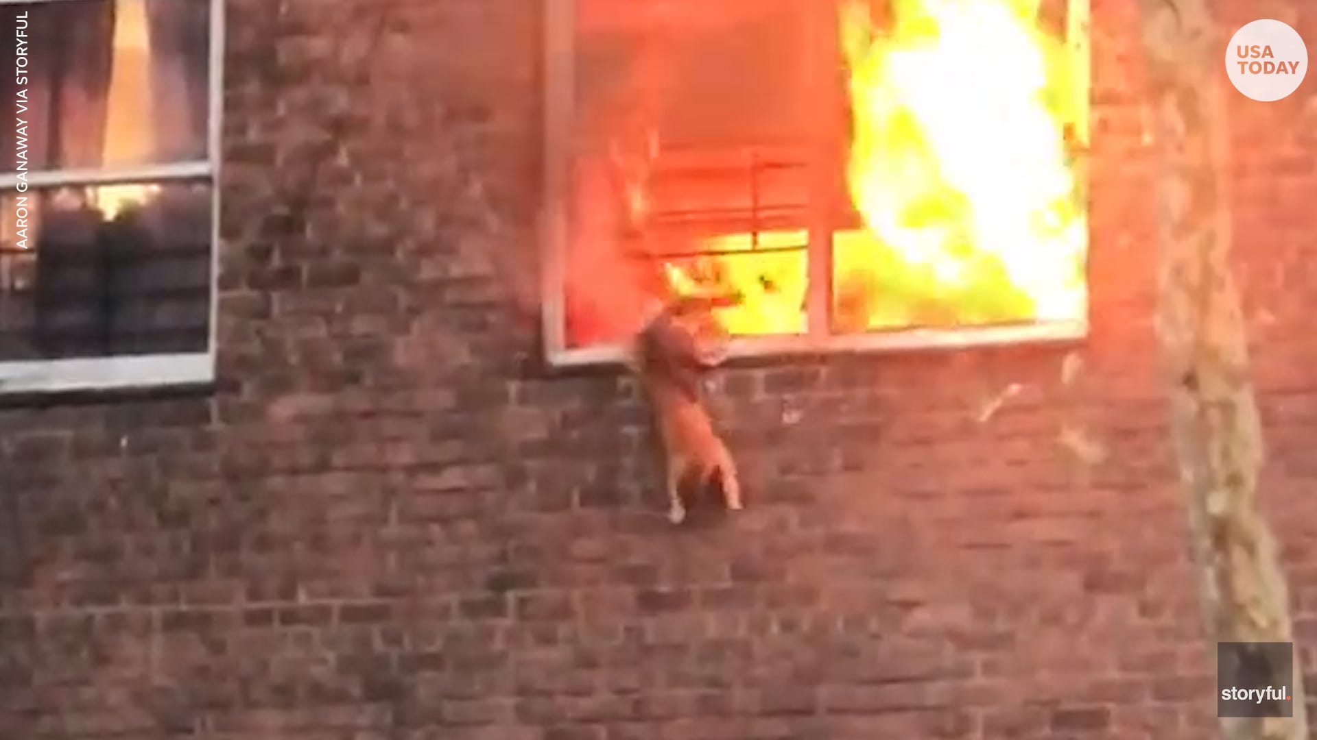Cat jumps from burning second story window towards rescuers arms