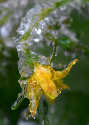 A tomato bloom is covered in ice Tuesday after wintry weather moved into the Big Country overnight.