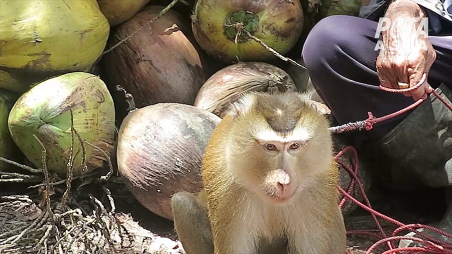 PETA has been pushing stores to stop selling coconut milk where the coconuts are believed to have been picked by monkeys.