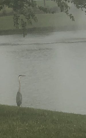 Rainy, foggy day in World Golf Village.