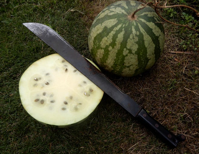 Heirloom citron melons will not yield sweet fruit, but can be used for  pickling and tart jam.