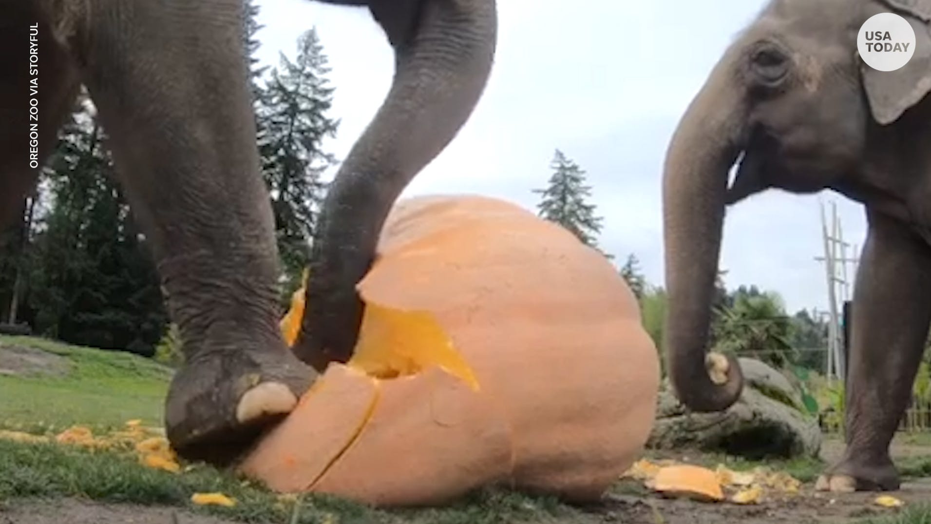Elephants Smashing Pumpkins Is Strangely Satisfying