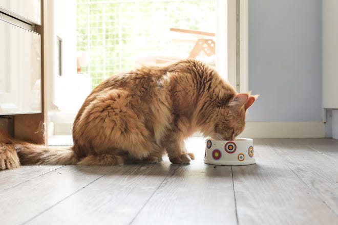 Can cats eat dog food? What to know about your cat’s dietary needs.