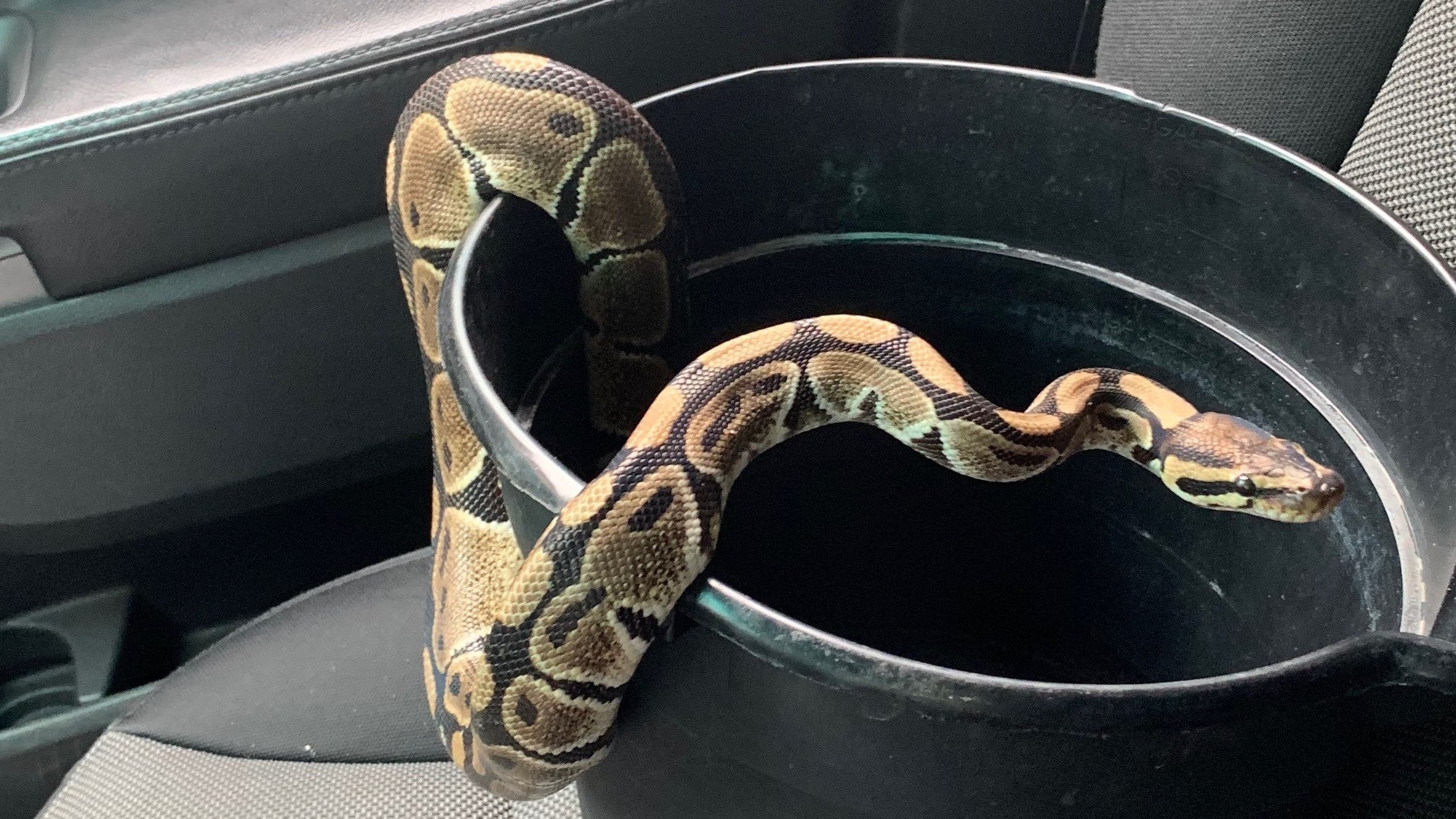 Can You Own a Burmese Python in Florida?