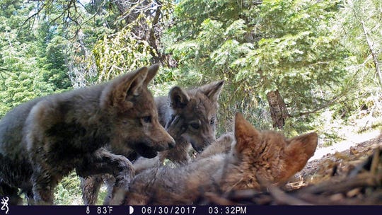 This June 30, 2017 remote camera image released by the U.S. Forest Service shows a female gray wolf and her mate with a pup born in 2017 in the wilds of Lassen National Forest in Northern California.
