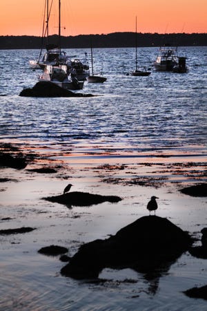 A night heron and a gull look for food after sunset at Sakonnet Point Harbor. The Providence Journal/Bob Thayer /The Providence Journal/Bob Thayer