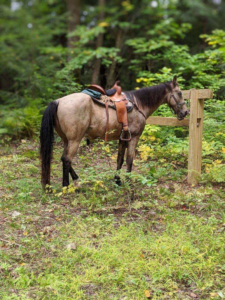 A photo of Lisa Schreier's horse, Sam. The horse was struck with an arrow during a trail ride on Oct. 28, 2020, in the Kettle Moraine Forest. The horse had to be put down.