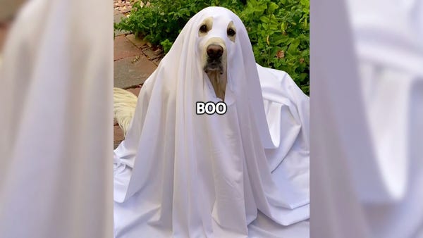 A Golden Retriever that's a ghost, dogs dressed as