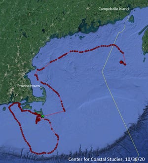 A satellite telemetry buoy attached to an entangled North Atlantic right whale nicknamed Cottontail showed  the whale's 10-day, 700-mile journey from south of Nantucket to Yarmouth, Nova Scotia, in real time. [Center for Coastal Studies, Provincetown]