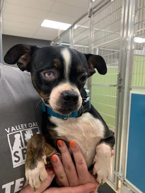 oldest living boston terrier