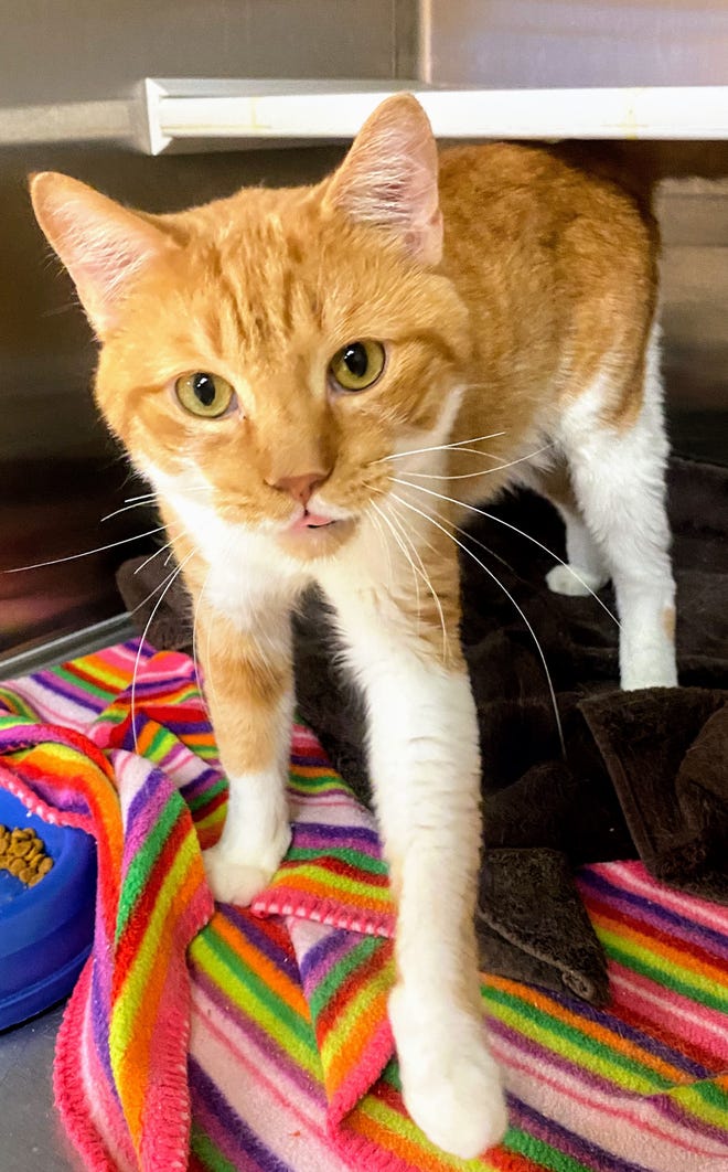 80 orange cats rescued from house are