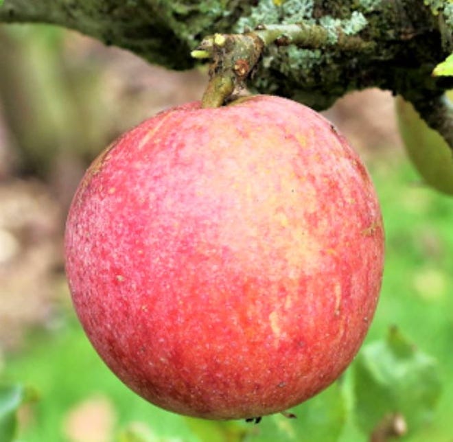 In the United States many types of apples are popular in the fall. In the United Kingdom, Apple Day is celebrated on Oct. 21.