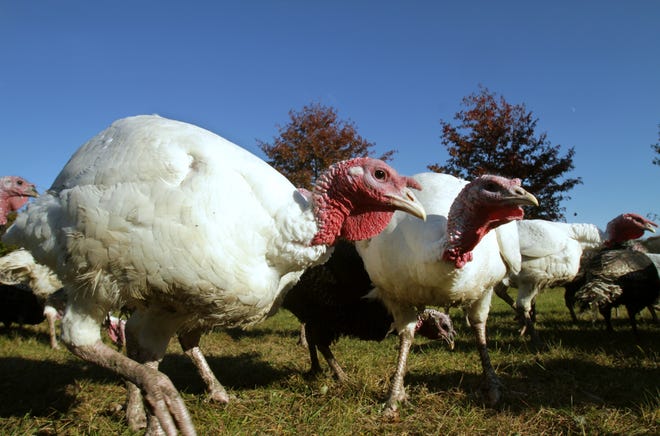 A pair of Broad-Breasted White turkeys roam on Martinelli's Farm in Scituate.  He still has turkeys available.