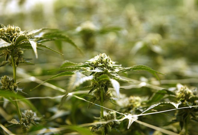 Buy Indica cannabis feminized plant safe