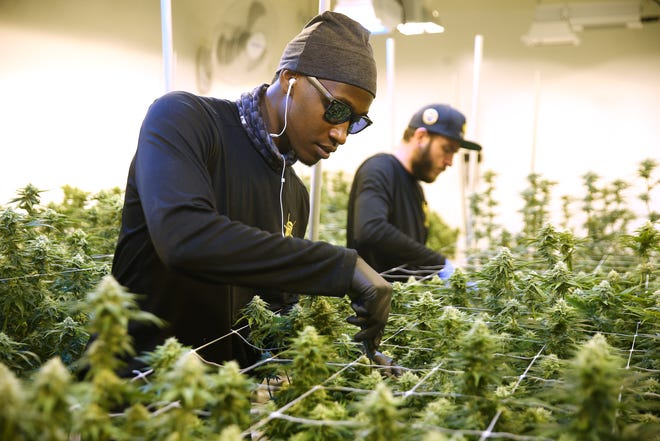 Darnell Brown Jr. (left) and Nicholas Worrell prune marijuana plants in a grow room at Mint Dispensary in Guadalupe on Nov. 4, 2020. Arizona voters passed Proposition 207, legalizing possession of as much as an ounce of marijuana for adults 21 and older and set up a licensing system for retail sales of the drug.