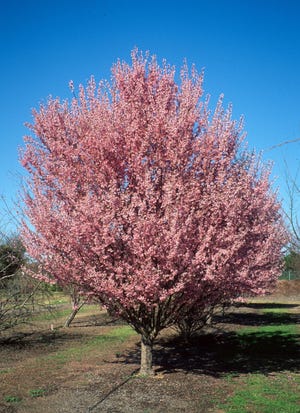 Okame cherry trees, beautiful, fast-growing and low-maintenance, are among the varieties available in the Rhode Island giveaway.