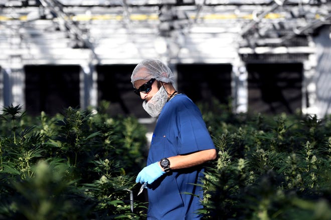 Cultivation manager Nick D'Amelio works on young marijuana plants at the TerrAscend New Jersey farm in Boonton Township on Thursday, Nov. 5, 2020.