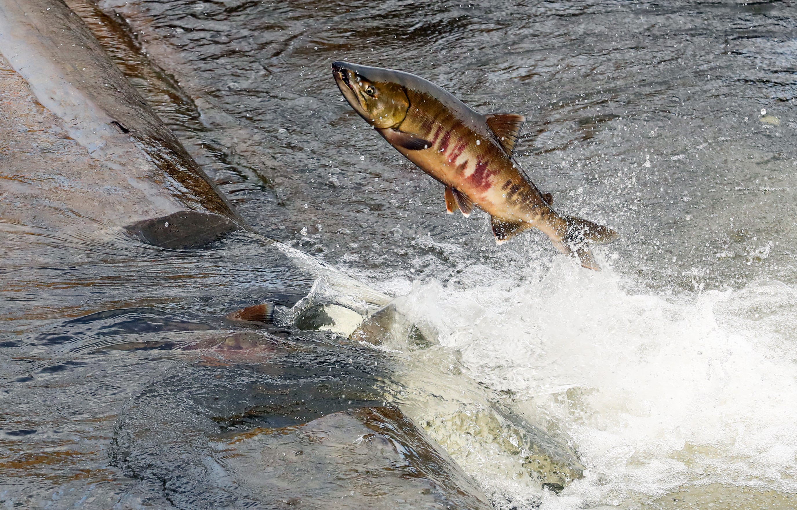 Here are some spots to view salmon in Kitsap County and Mason County