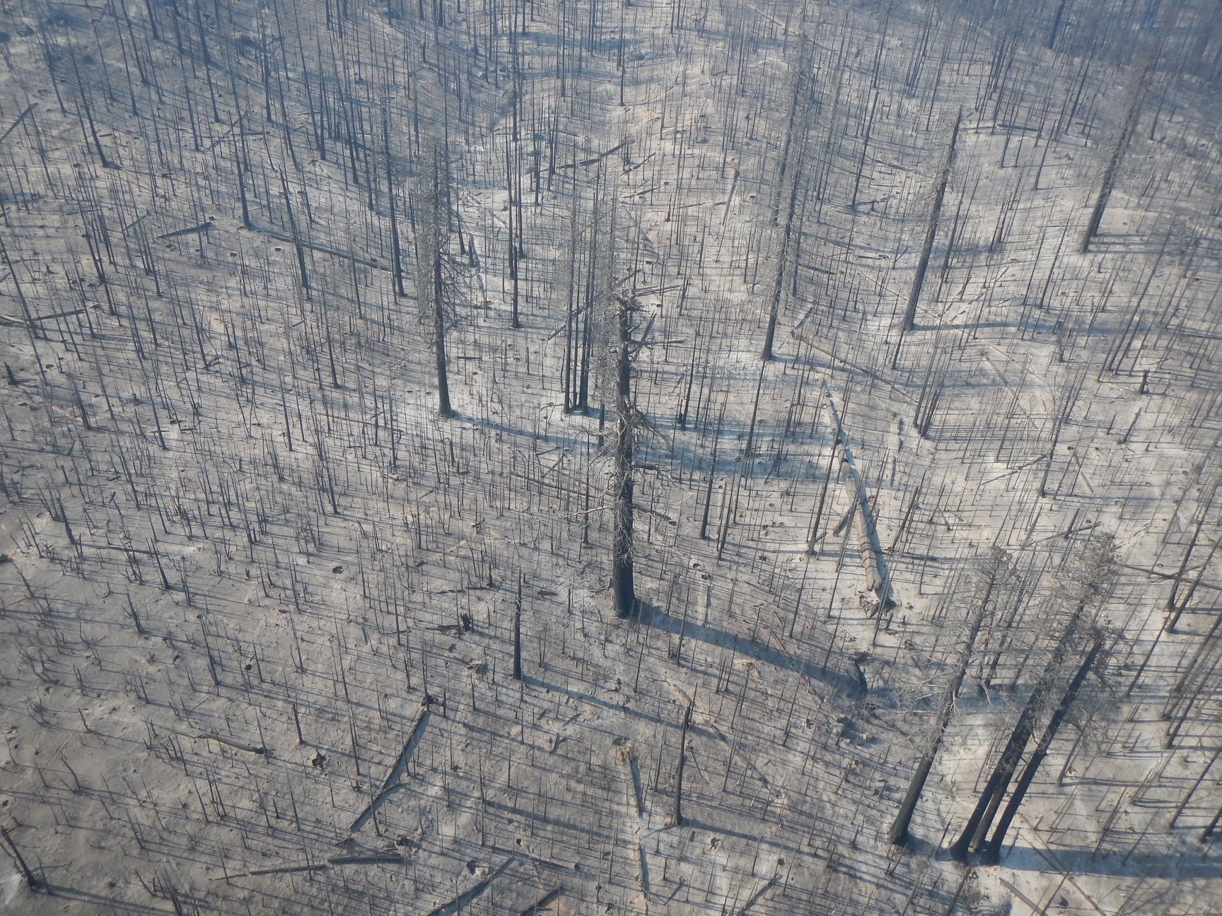 The high-severity Castle Fire burned through the Freeman Creek Grove of giant sequoia.