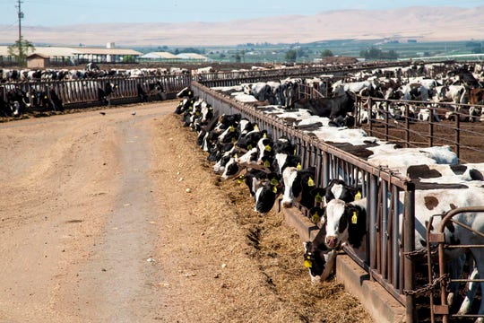 Dairy cows feed at a lot in Sunnyside, Wash.. A divided Washington Supreme Court ruled that the state's dairy workers are entitled to overtime pay if they work more than 40 hours a week, a decision expected to apply to the rest of the agriculture industry.