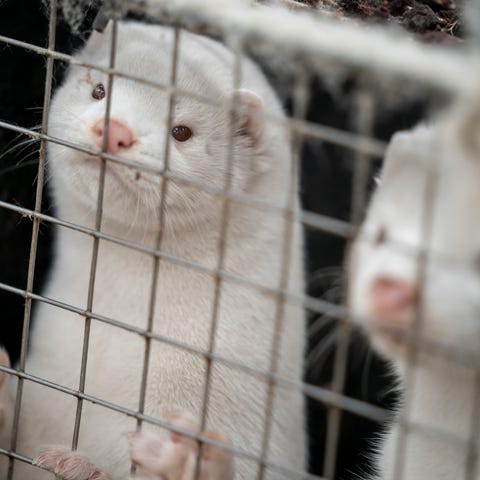 About 3,000 mother minks and their cubs were kille