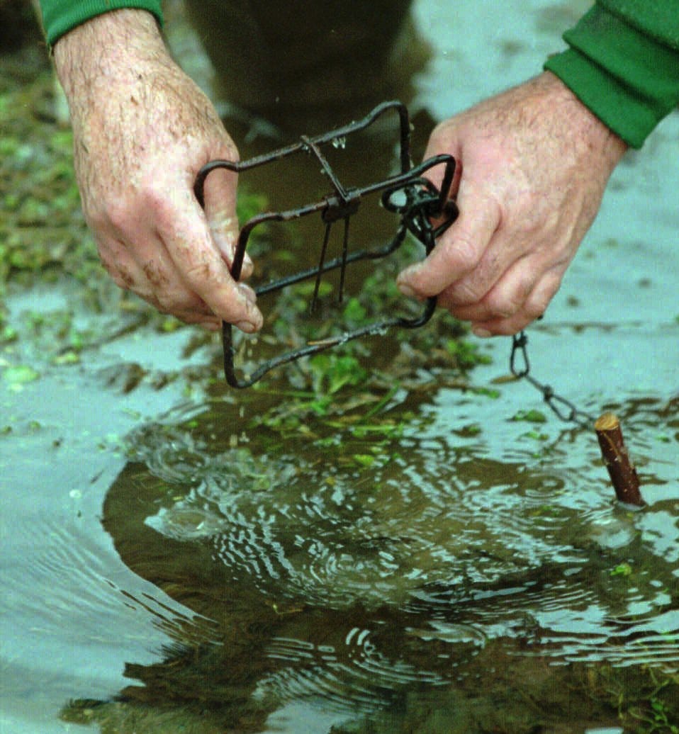 Trapping season begins in Ohio this week