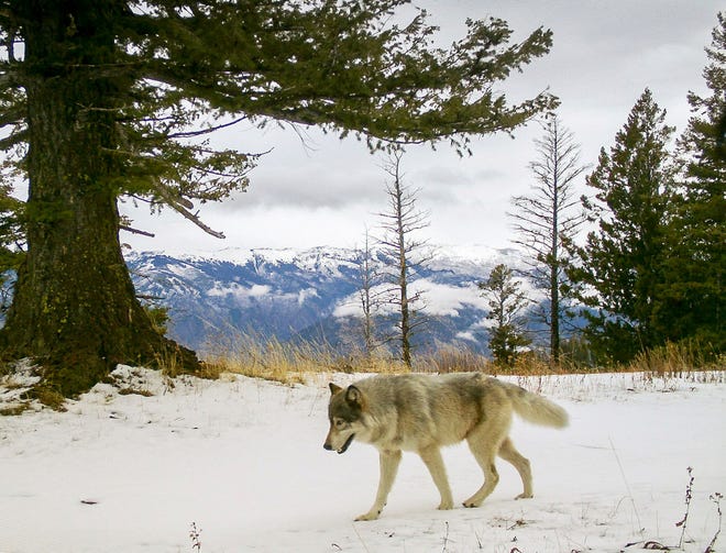 A wolf from the Snake River Pack passes by a remote camera in eastern Wallowa County, Ore., Dec. 4, 2014.