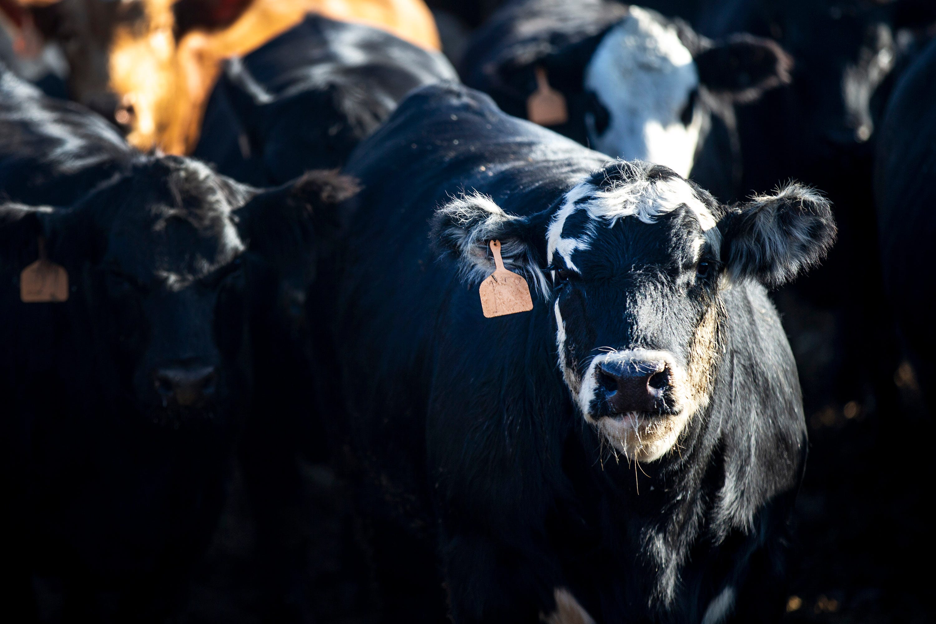 Iowa cattle producers lose money during COVID19 pandemic, even though