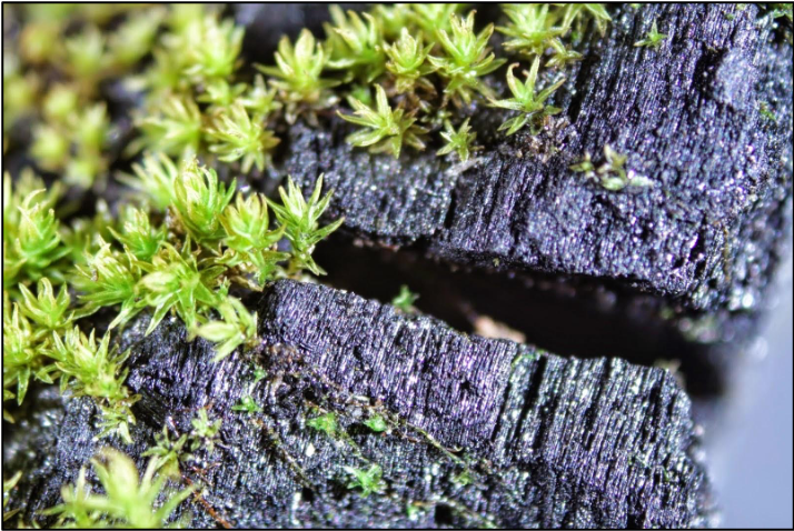 Biocrust, which is comprised of microscopic organisms, fills in gaps in vegetation in dry environments.