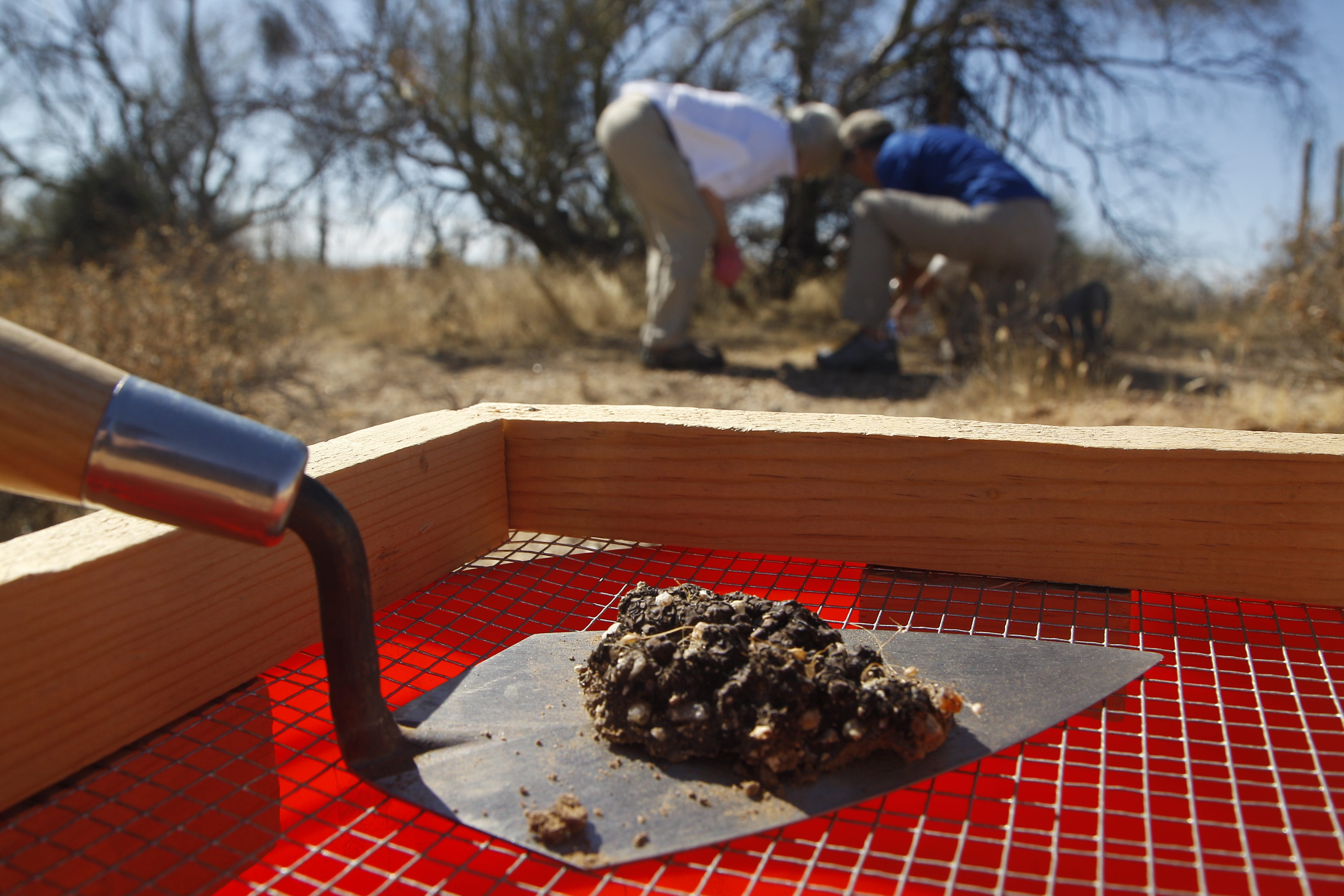 McDowell Sonoran Conservancy volunteers Jane Brady and Debbie Langenfeld collect samples of biocrust for restoration purposes.