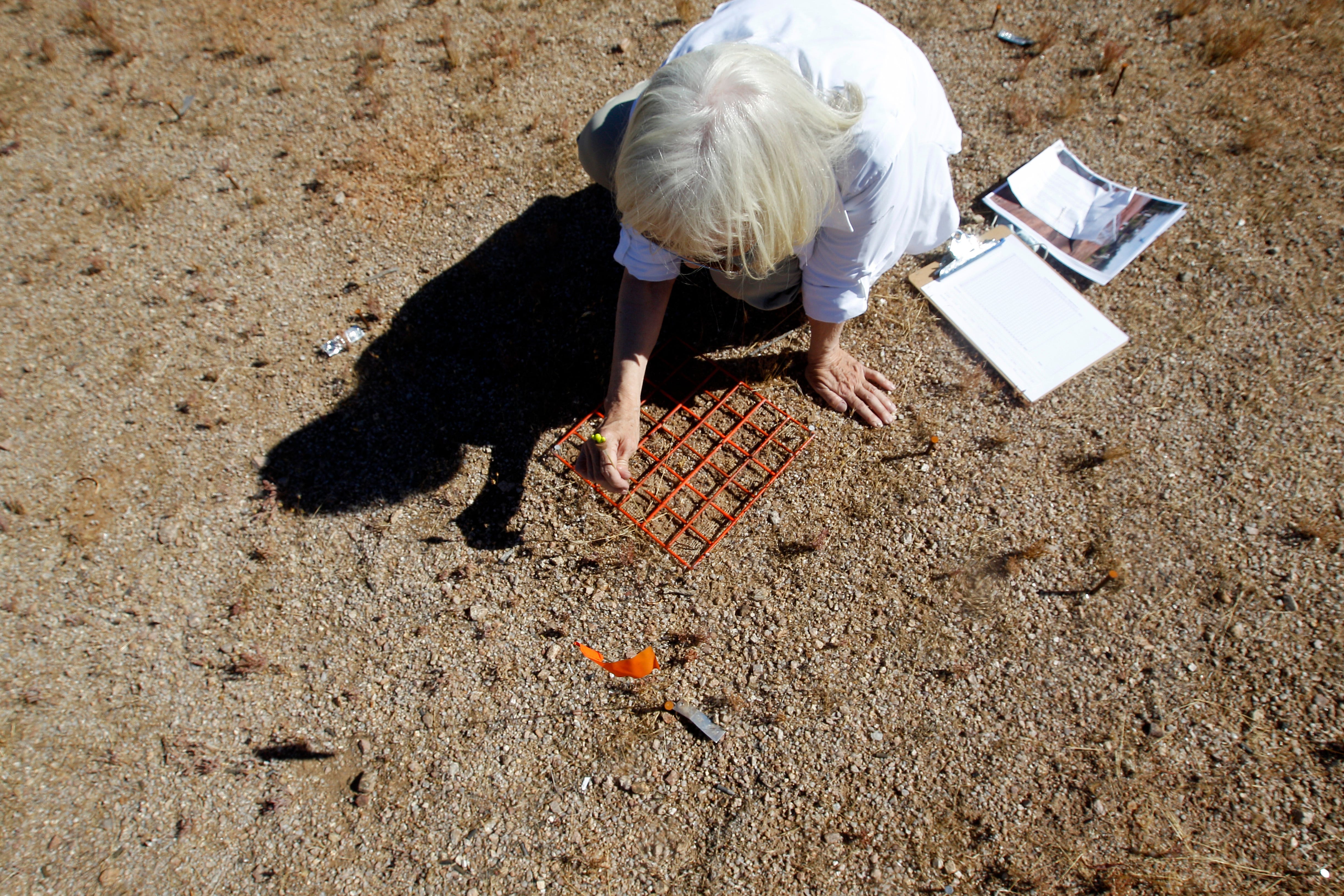 McDowell Sonoran Conservancy volunteer Debbie Langenfeld measures biocrust growth in a field experiment.