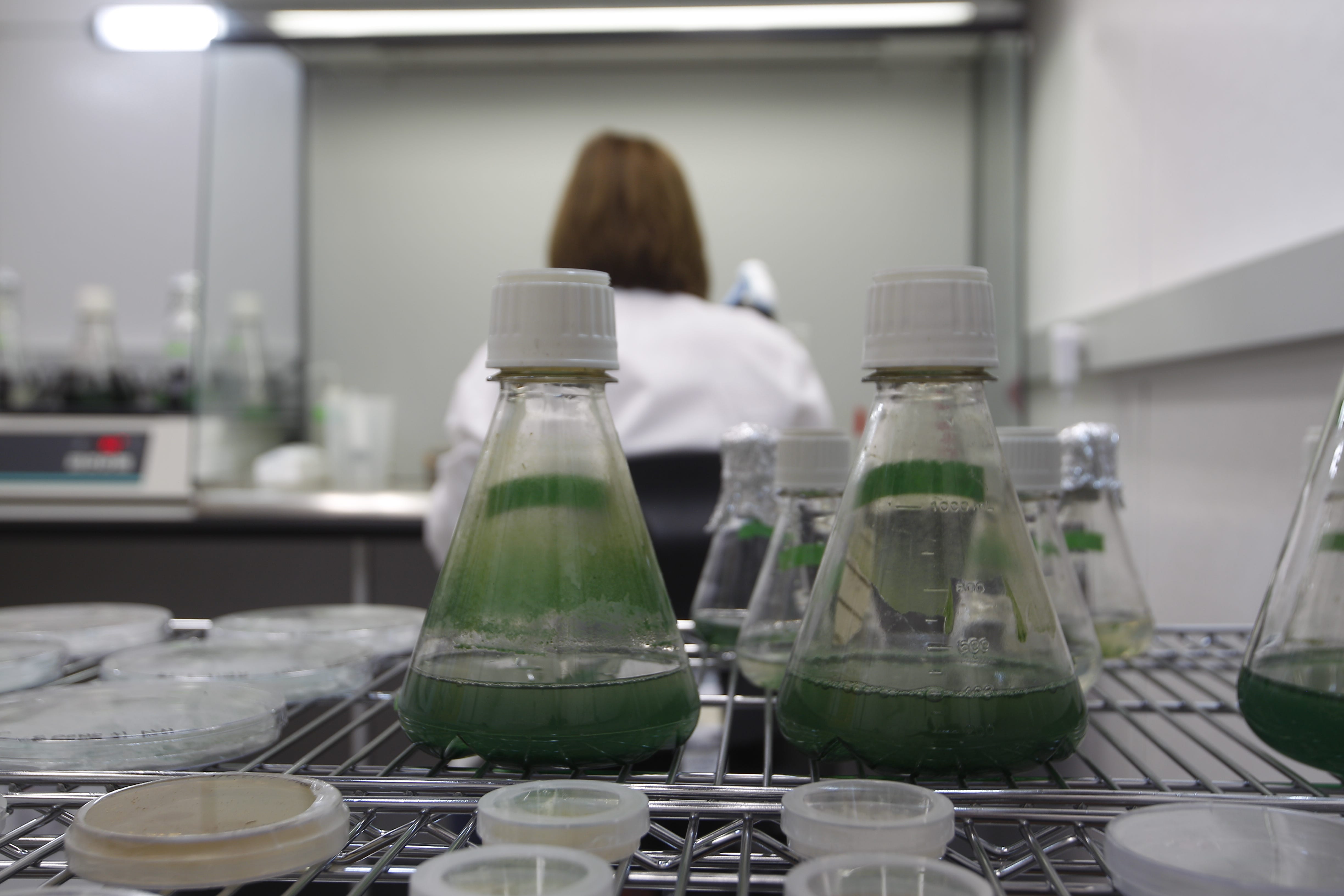 ASU research assistant Julie Rakes works with cyanobacteria in the mobile nursery lab. Cyanobacteria is a key part of biocrust.