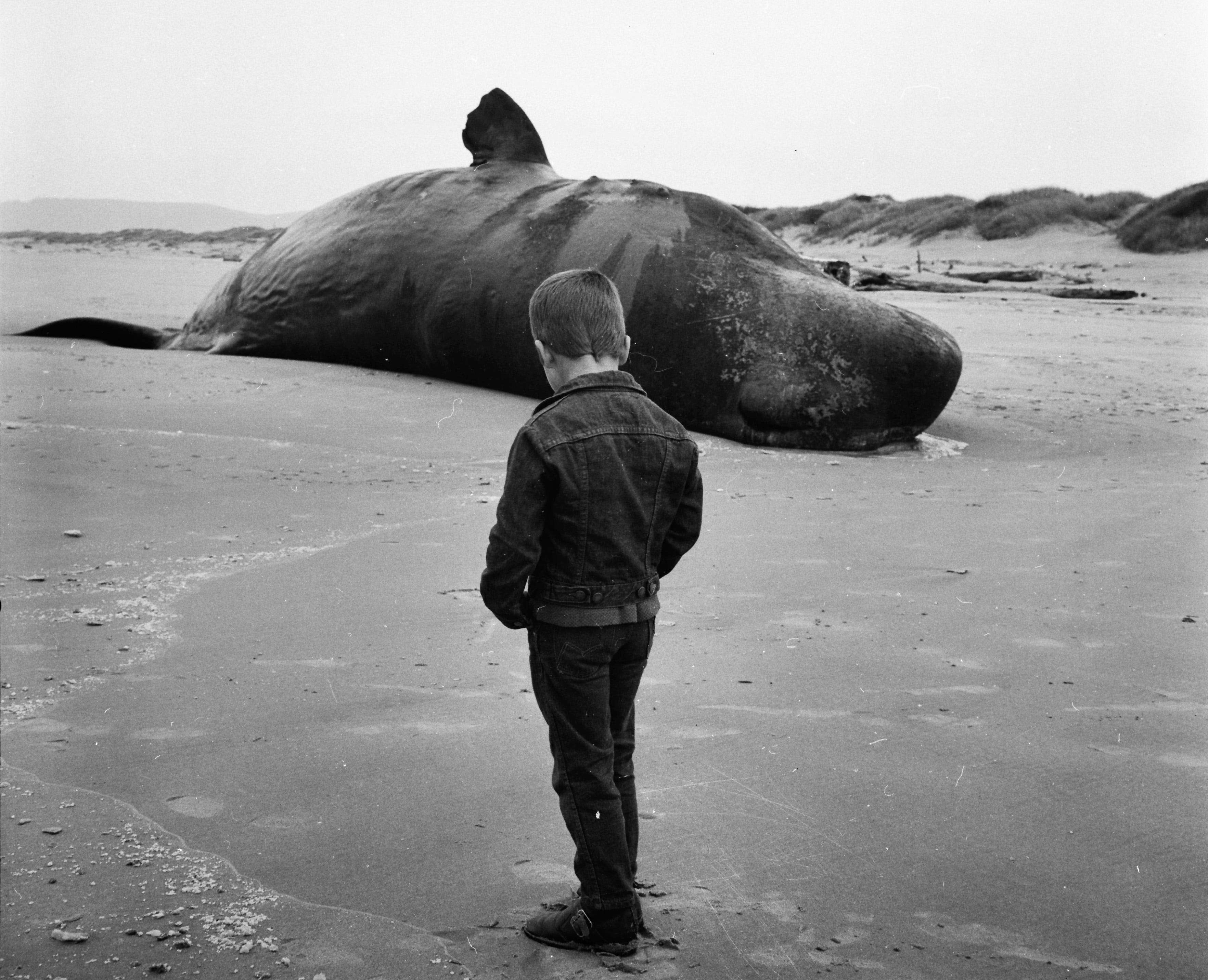 Sperm Whale Explodes