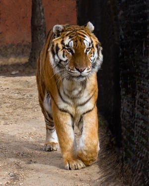 Jim Wells County will start enforcing the dangerous wild animal registration program starting in March 2021.