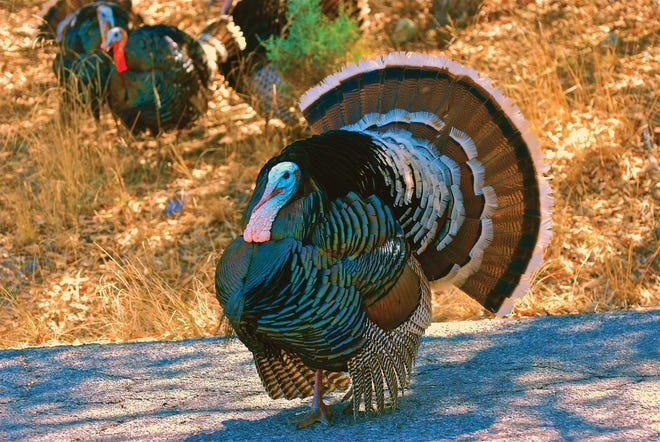 In the spring, male wild turkeys begin their “lek” or group-based breeding displays.